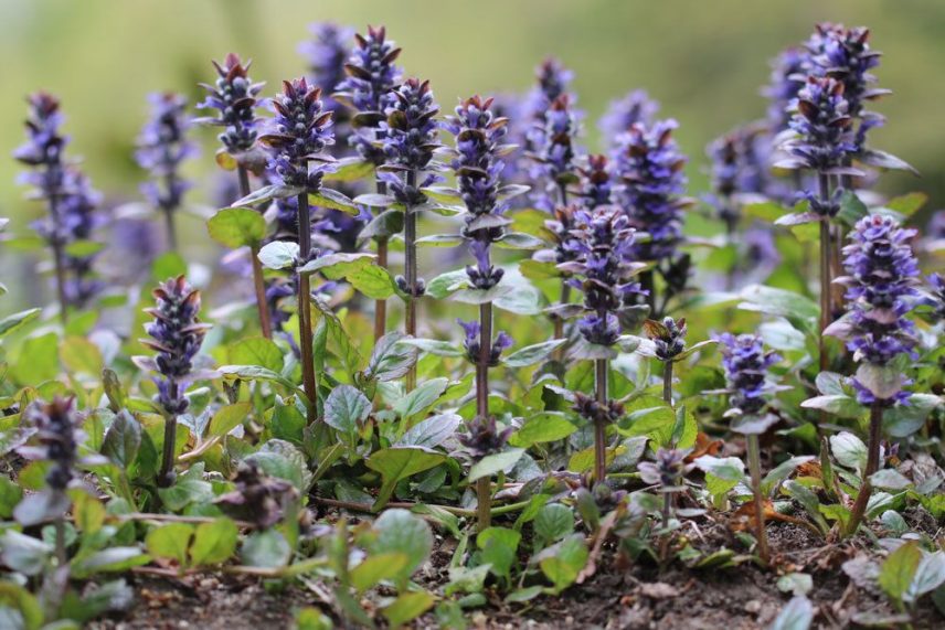 Bloomique 6er-Set Kriechender Gnsel (Ajuga Reptans) Schwarzgrn   Winterharter Bodendecker 9cm Topf