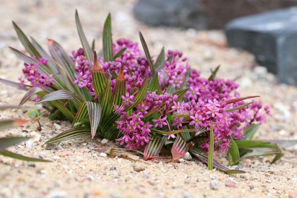 Ledebouria cooperi auch als Zimmerpflanze