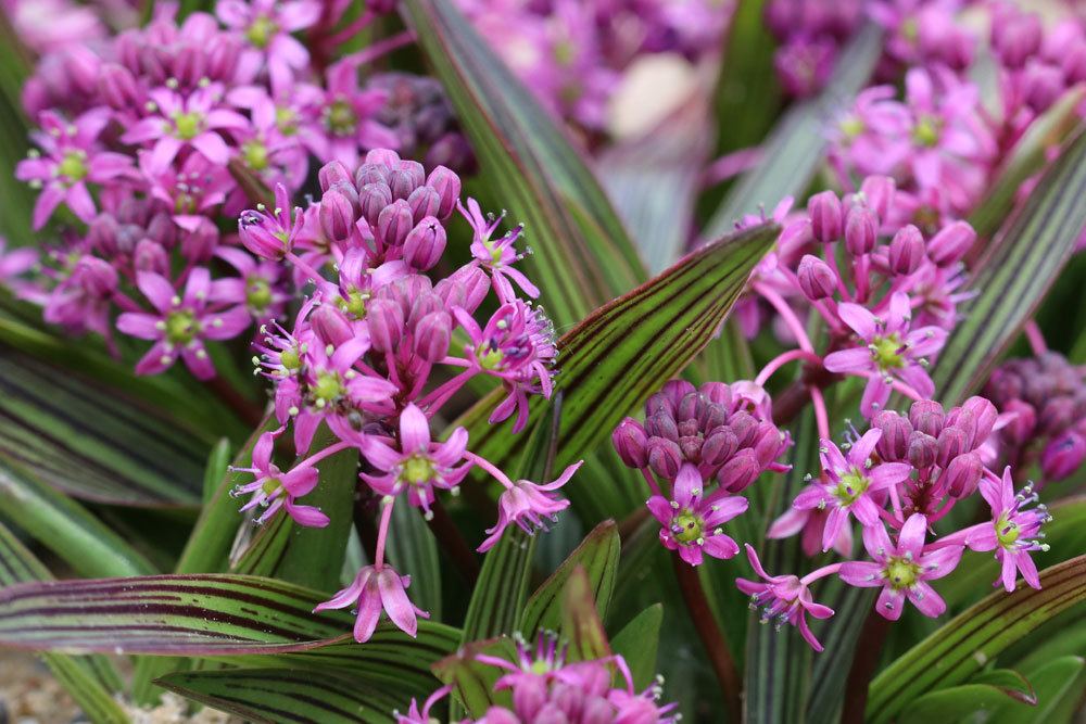 Ledebouria cooperi wächst aus Knollen und bis zu 10 Zentimeter hoch