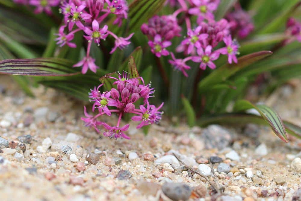 Ledebouria cooperi mit vielen kleinen violetten Blüten