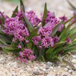 Ledebouria cooperi, Coopers Blaustern