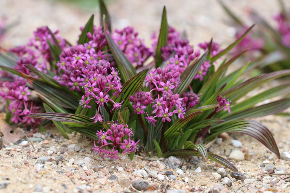 Ledebouria cooperi, Coopers Blaustern