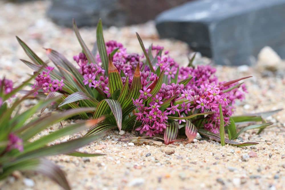 Ledebouria cooperi mit olivgrünen und immergrünen Blättern