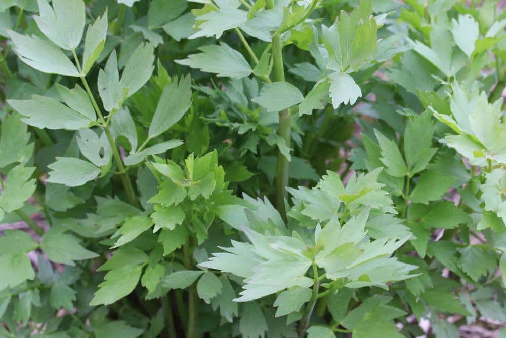 Liebstöckel gehört in jeden Kräutergarten