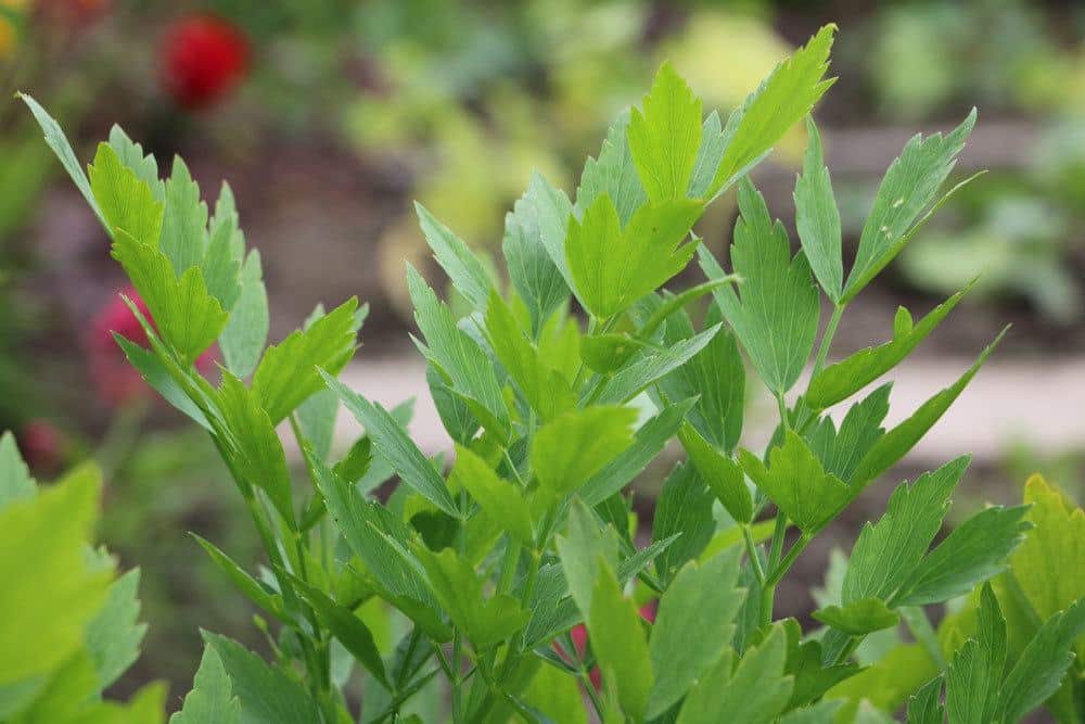 Liebstöckel, Levisticum officinale ist relativ winterfest bis minus 15 Grad Celsius