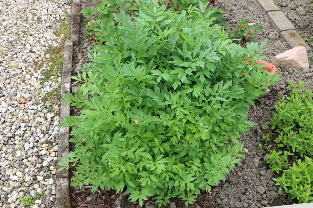 Liebstöckel gedeiht auch optimal im heimischen Garten