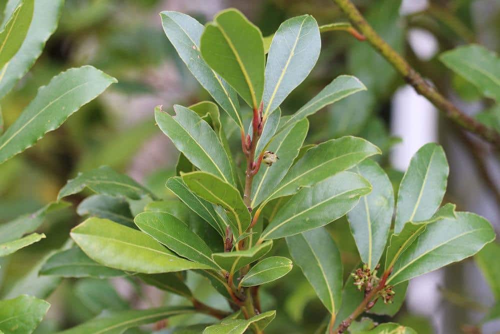 Lorbeerbaum, Lorbeer, Laurus nobilis