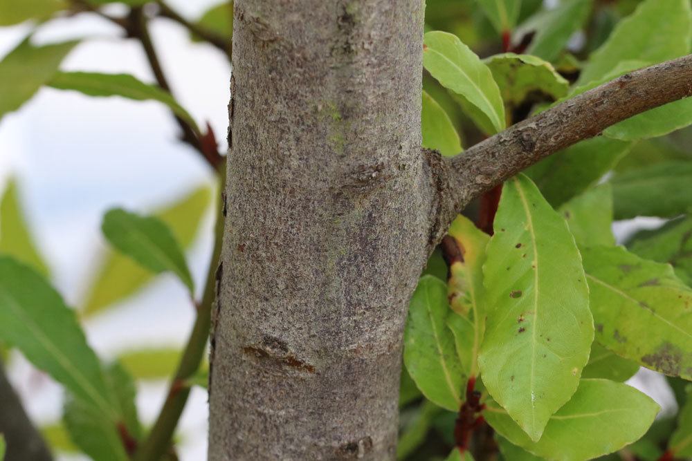 Lorbeerbaum, Laurus nobilis wird auch Gewürzlorbeer genannt