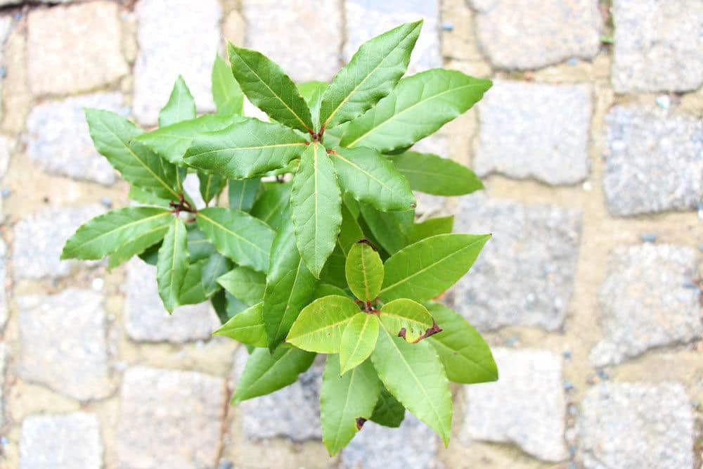 Lorbeerbaum als Gewürzpflanze oder Formschnittgehölz