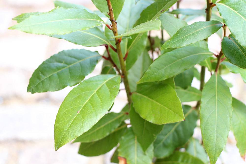 Lorbeerbaum ist in seinen Beerenfrüchten leicht giftig