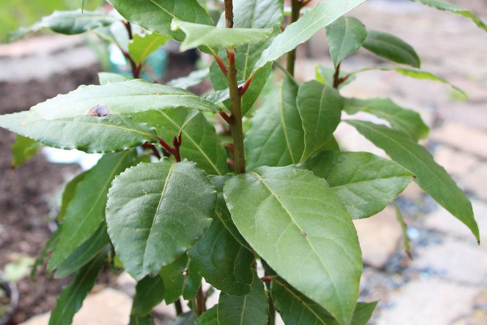 Lorbeerbaum ist ein immergrüner Strauch