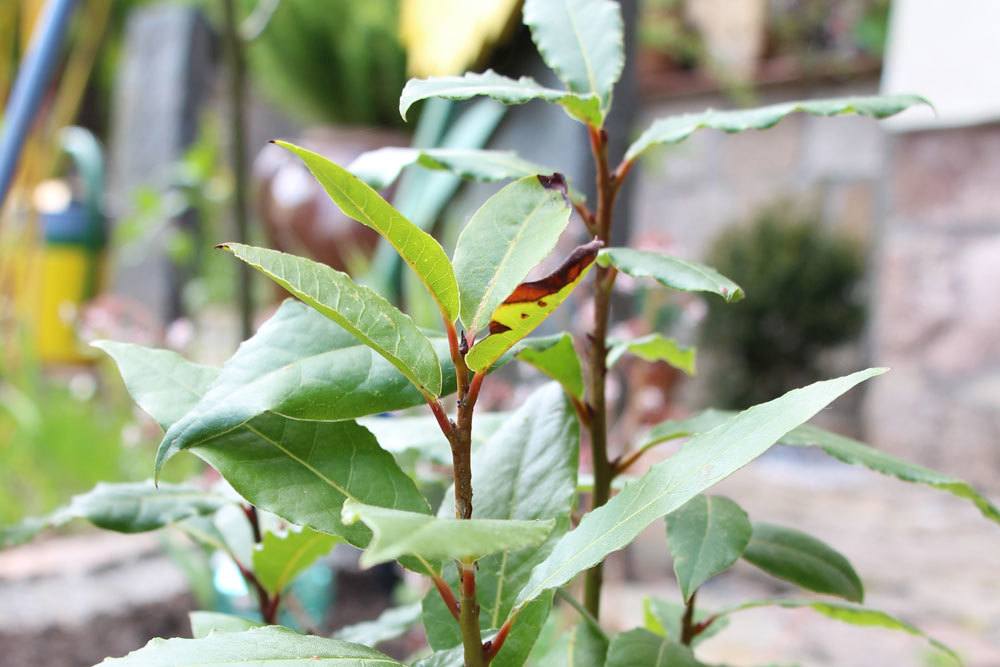 Lorbeerbaum mag sonnige bis halbschattige Standorte