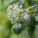 Lorbeerschneeball, Mittelmeer-Schneeball, Viburnum tinus