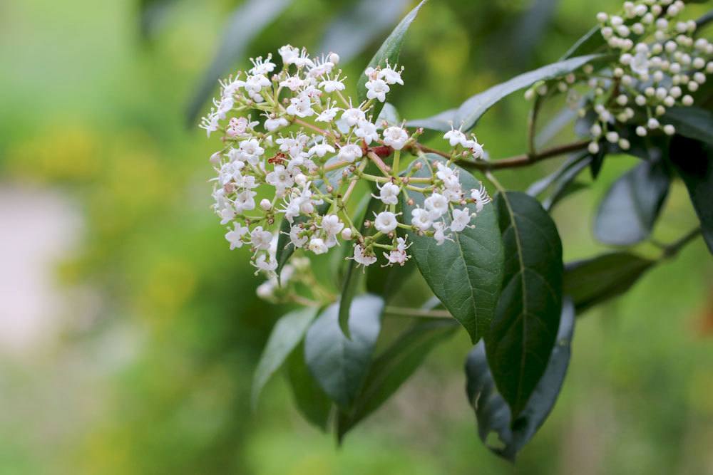 Lorbeerschneeball, Mittelmeer-Schneeball, Viburnum tinus