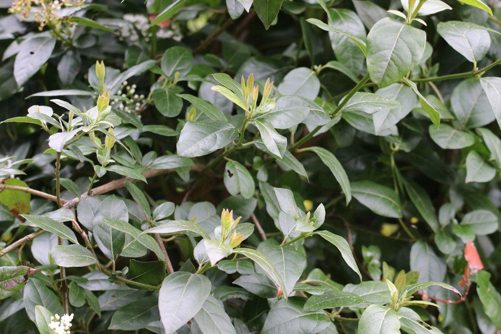 Lorbeerschneeball, Viburnum tinus ist bedingt winterhart bis minus 10 Grad Celsius