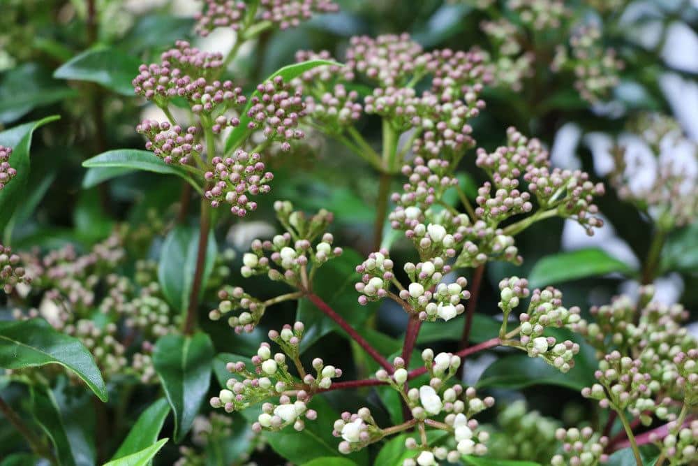 Lorbeerschneeball, Viburnum tinus für sonnige und halbschattige Standorte