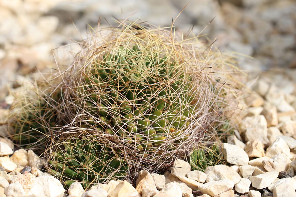 Mammillaria decipiens Kaktus