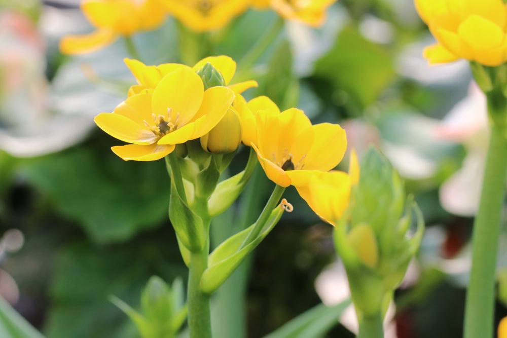 Milchstern, Ornithogalum dubium stammt aus Südafrika