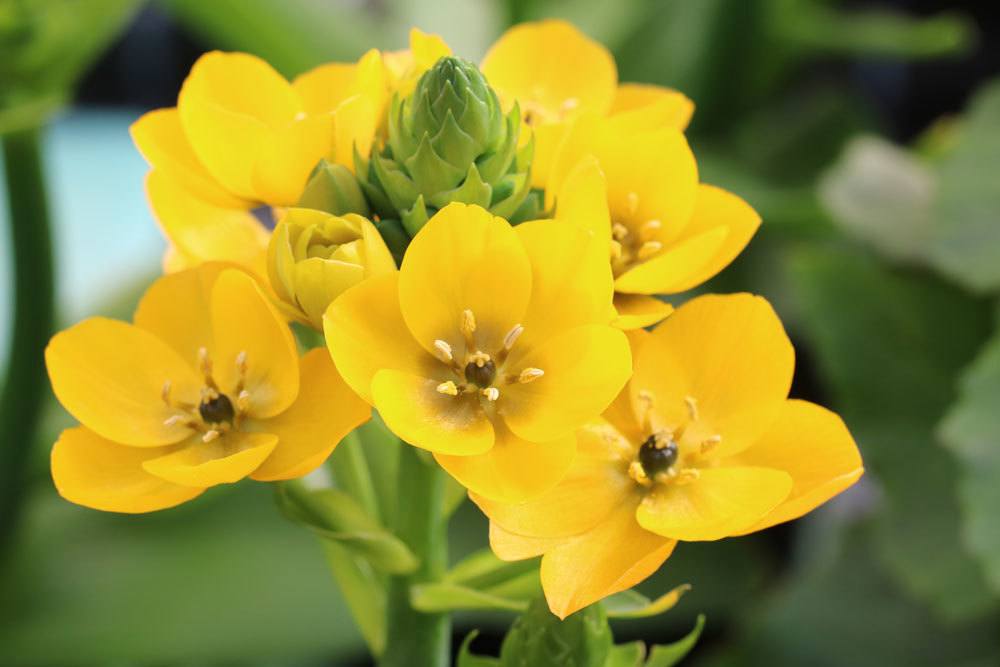 Milchstern, Ornithogalum dubium