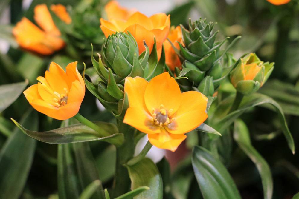 Milchstern mit Blüten, die nur tagsüber geöffnet sind