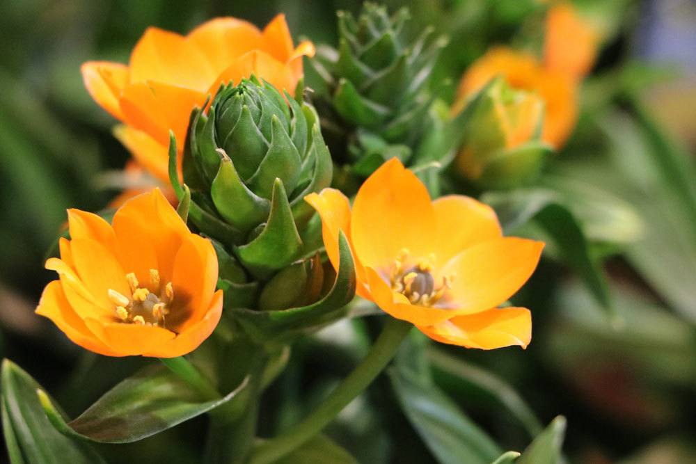 Milchstern, Ornithogalum dubium mag einen sonnigen Standort