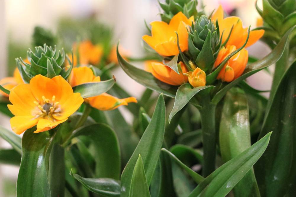 Milchstern, Ornithogalum dubium ist nicht frosthart