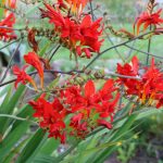 Montbretien, Crocosmia