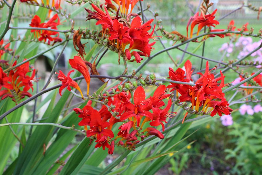 Montbretien, Crocosmia