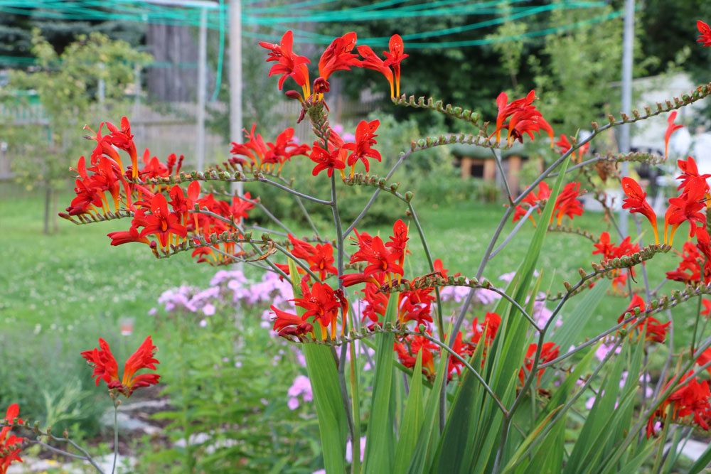 Montbretien, Crocosmia braucht einen sonnig warmen Standort