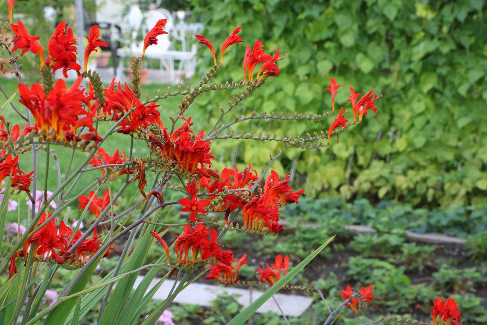 Montbretien, Crocosmia liebt die Sonne und die Wärme