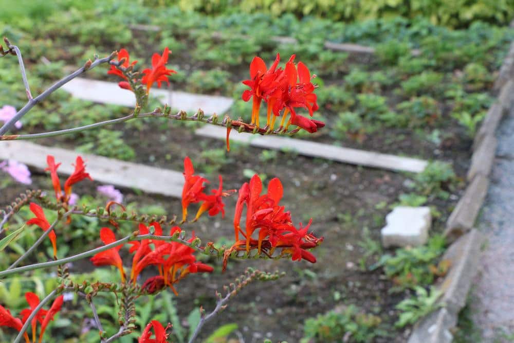 Montbretien mit roten Blüten