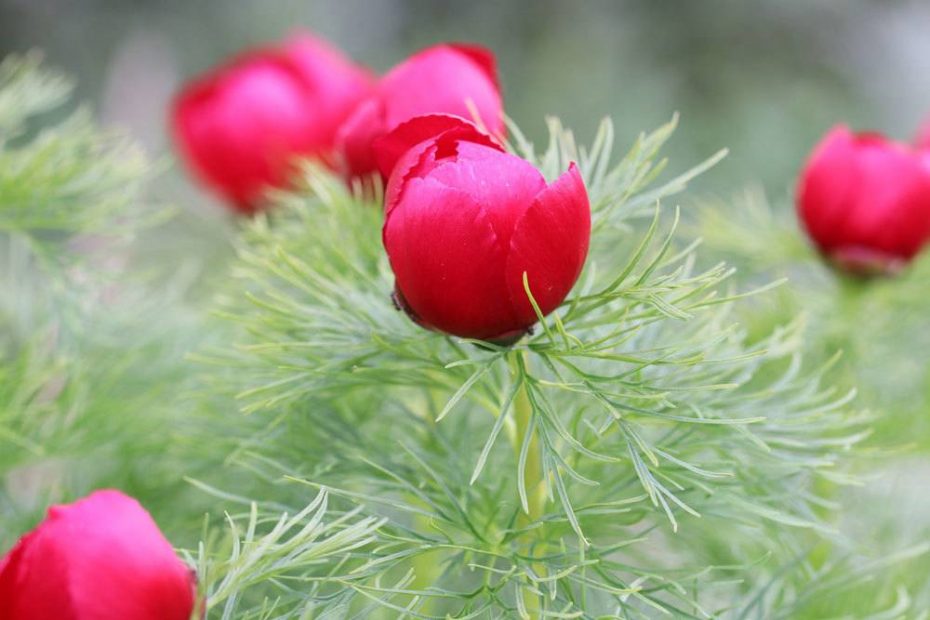 NetzblattPfingstrose, Paeonia tenuifolia PflegeAnleitung