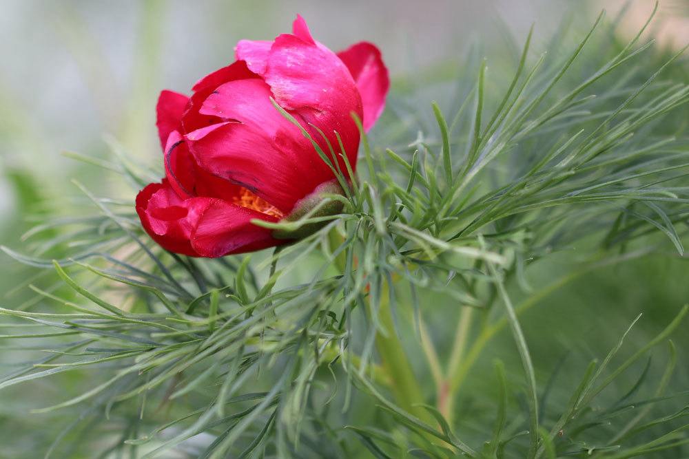 Netzblatt-Pfingstrose, Paeonia tenuifolia mit leuchtend roter Blütenfarbe