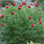 Netzblatt-Pfingstrose, Paeonia tenuifolia