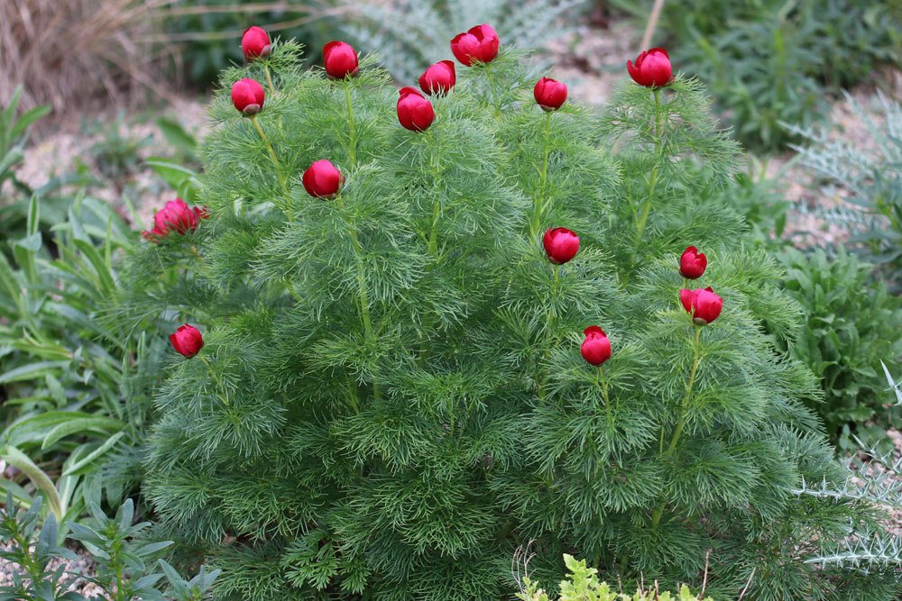 Netzblatt-Pfingstrose, Paeonia tenuifolia