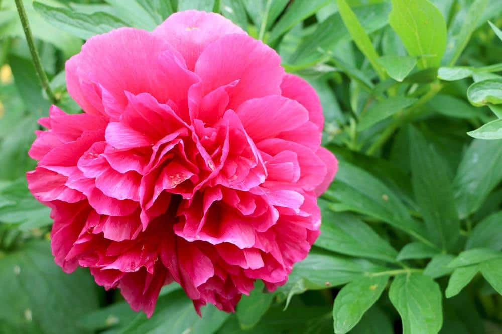 Strauchpfingstrosen, Paeonia suffruticosa stammen aus China