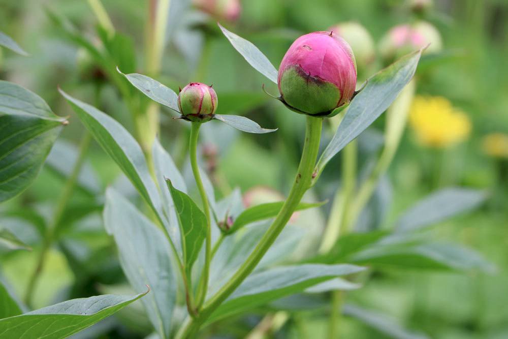 Paeonia suffruticosa mit Blütenknospen