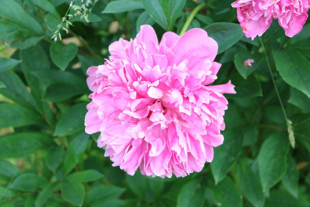 Strauchpfingstrosen, Paeonia suffruticosa mit duftenden, großen Blüten