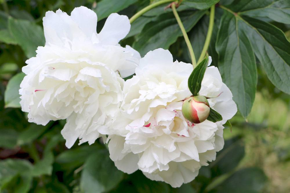 Paeonia officinalis, Pfingstrose