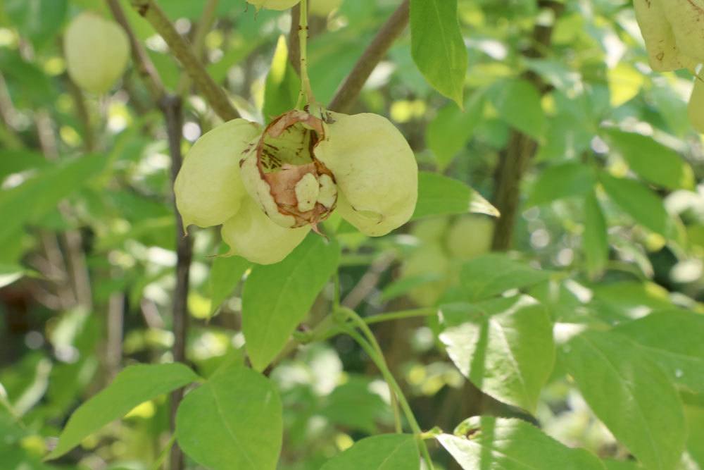 Pimpernuss, Staphylea pinnata ist ein bemerkenswertes Gehölz