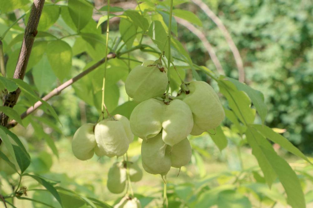 Pimpernuss, Staphylea pinnata im Garten