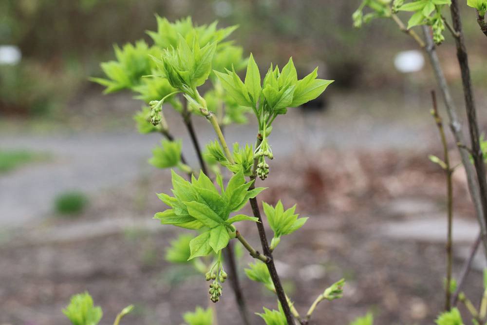 Pimpernuss, Staphylea pinnata ist in der freien Natur nur noch selten zu finden