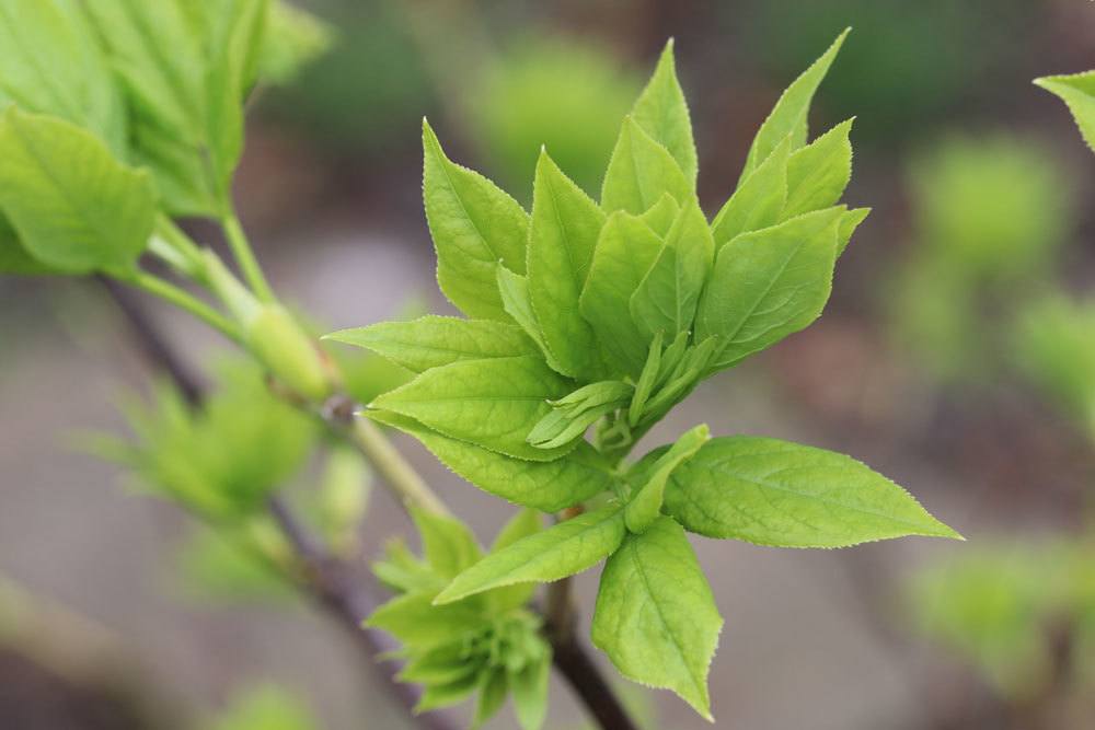 Pimpernuss, Staphylea pinnata liebt die Wärme und einen sonnigen Standort