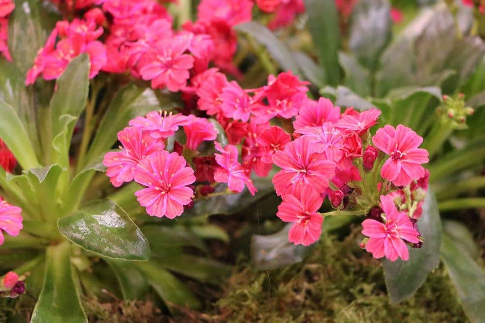 Porzellanröschen, Bitterwurz, Lewisia cotyledon