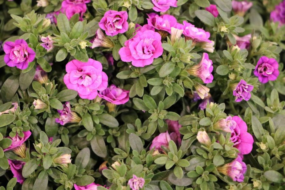 porzellanr-schen-bitterwurz-lewisia-cotyledon-steckbrief-und-pflege