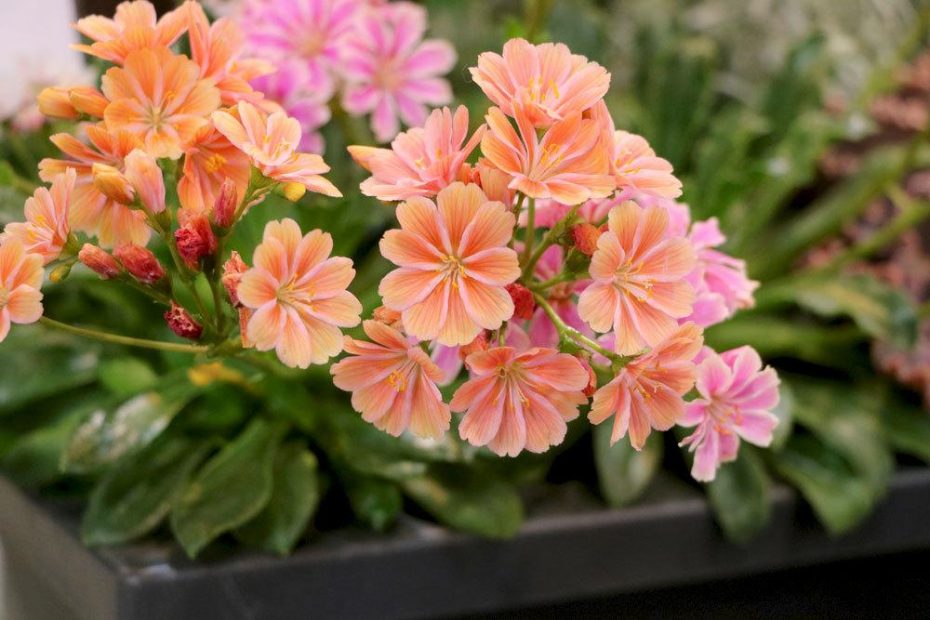 porzellanr-schen-bitterwurz-lewisia-cotyledon-steckbrief-und-pflege