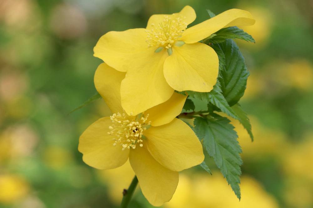 Ranunkelstrauch besitzt intensiv gelbe Blüten