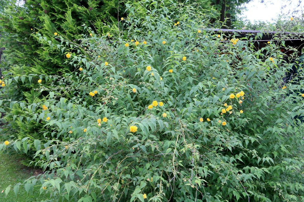 Ranunkelstrauch im Garten