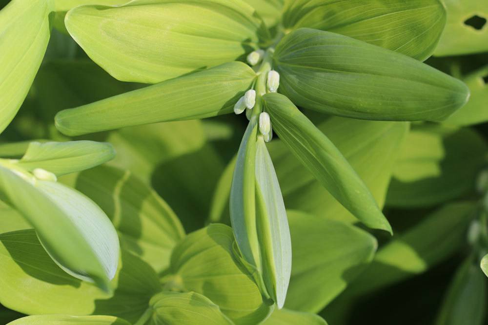 Salomonssiegel mit kleinen weißen Blüten, die von Mai bis Juni blühen