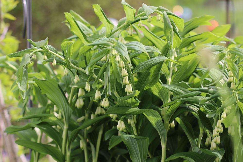 Salomonssiegel, Weißwurz, Polygonatum multiflorum